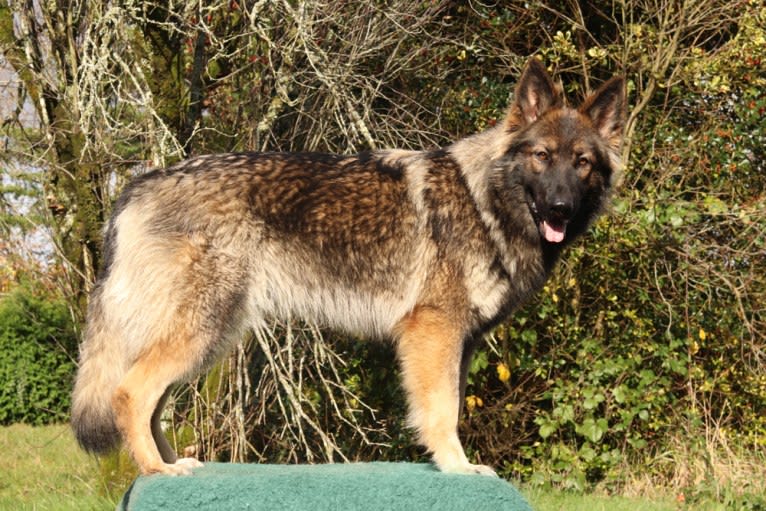 Fëalócëllen Eltänin, a German Shepherd Dog tested with EmbarkVet.com