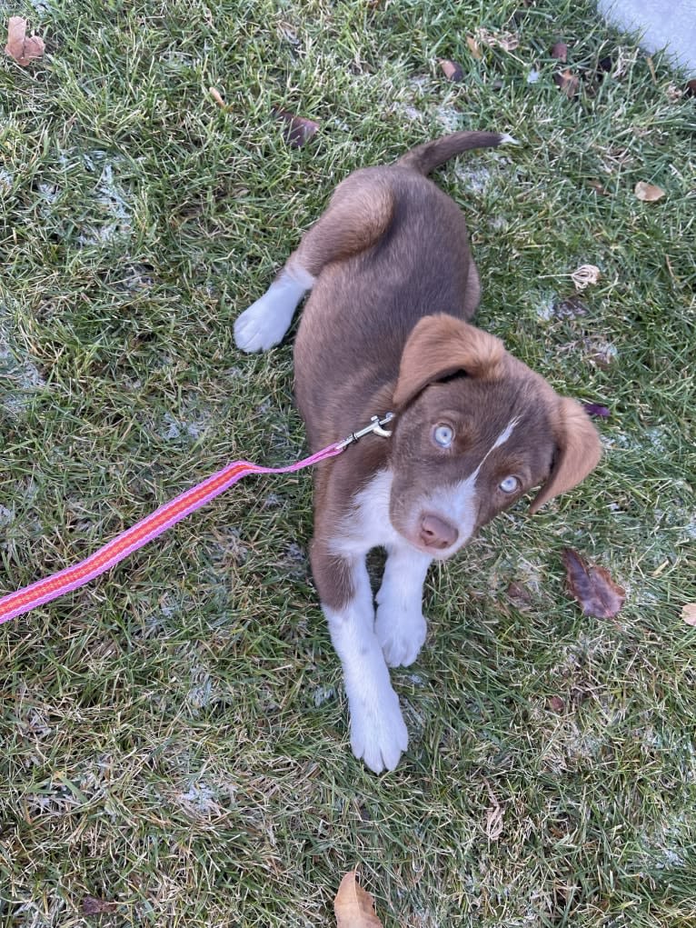 Olive, a German Shorthaired Pointer and Siberian Husky mix tested with EmbarkVet.com