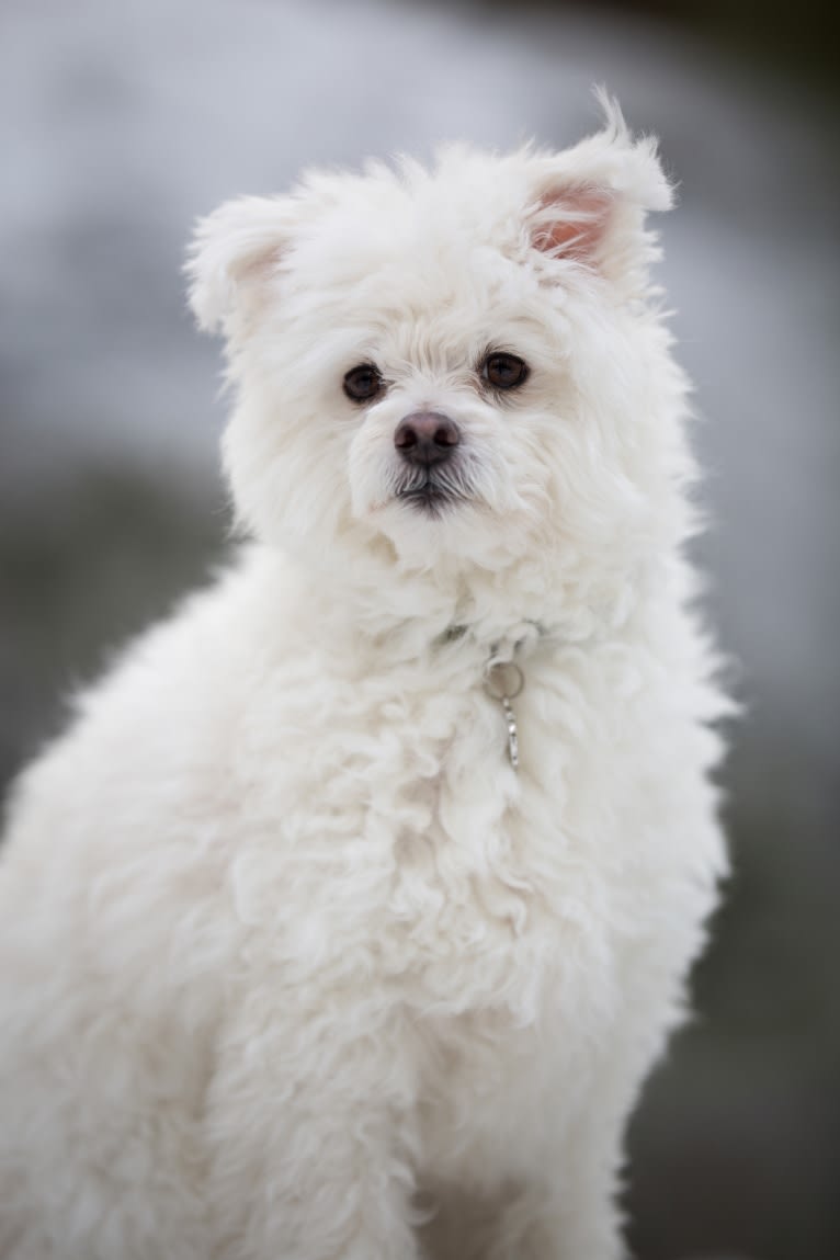 Roope, a Havanese and American Eskimo Dog mix tested with EmbarkVet.com