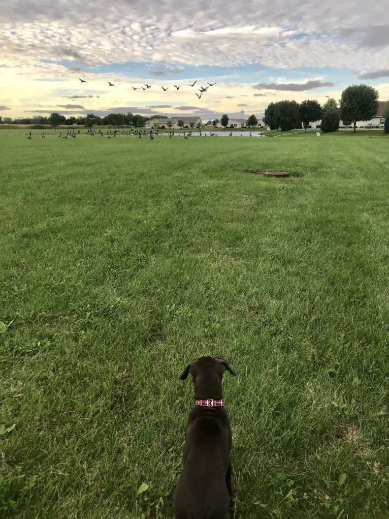 Kevlar, a Catahoula Leopard Dog and Mountain Cur mix tested with EmbarkVet.com