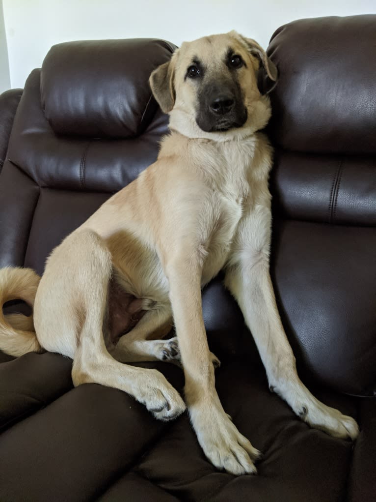 Chewie, an Anatolian Shepherd Dog and Great Pyrenees mix tested with EmbarkVet.com