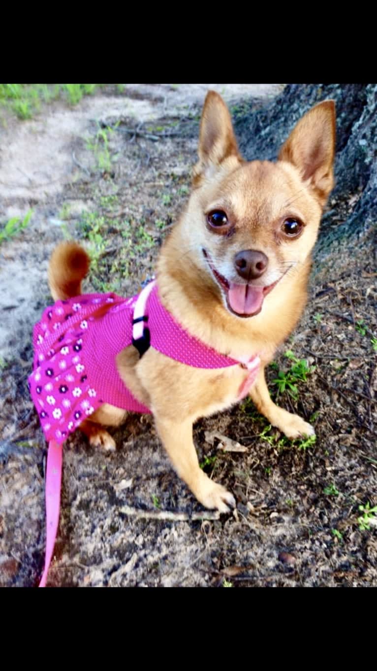 Rena Grace, a Miniature Pinscher and Pomeranian mix tested with EmbarkVet.com