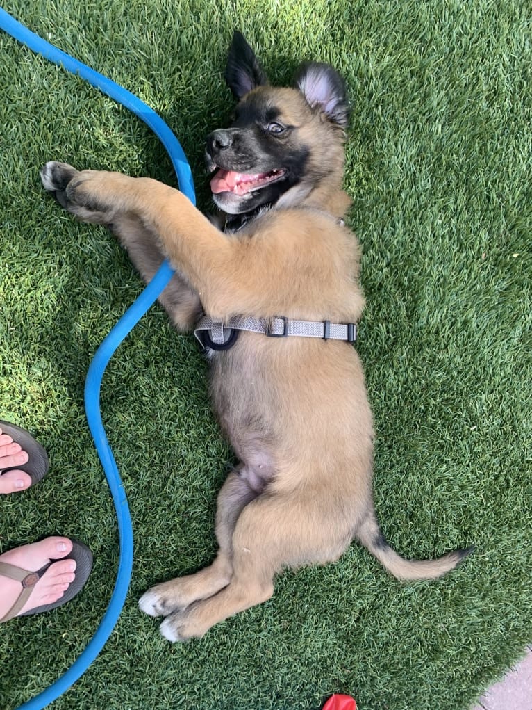 Diego, a Mastiff and German Shepherd Dog mix tested with EmbarkVet.com