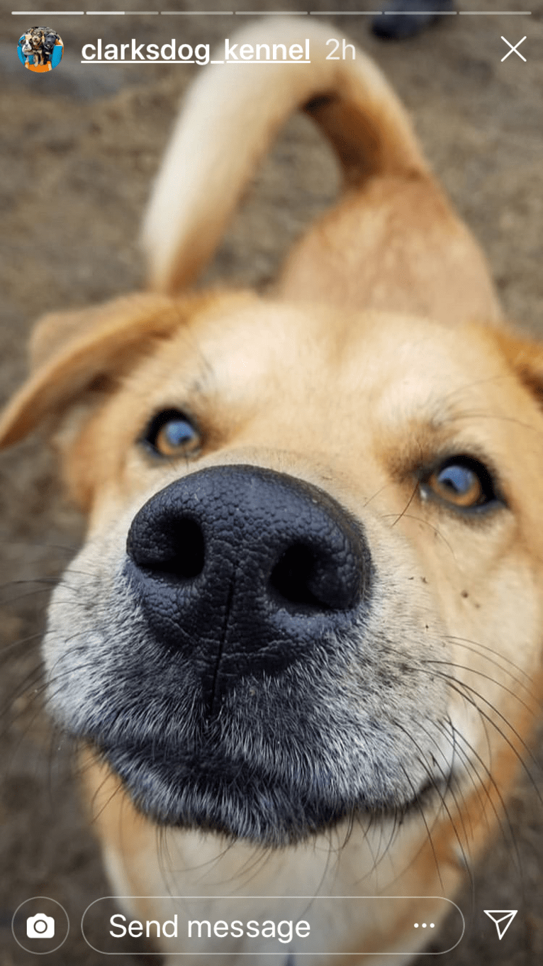 Ozzie, a Great Pyrenees and Chow Chow mix tested with EmbarkVet.com