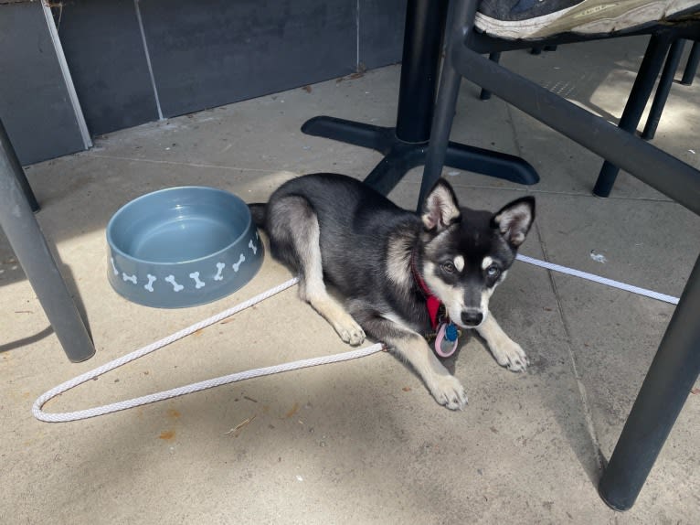 Mika, an Alaskan Klee Kai tested with EmbarkVet.com