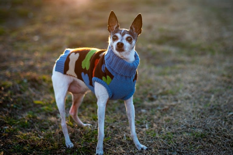 Taz, a Toy Fox Terrier tested with EmbarkVet.com