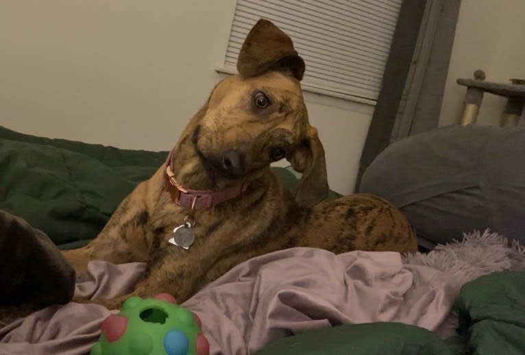 Lyza, a Catahoula Leopard Dog and American Pit Bull Terrier mix tested with EmbarkVet.com