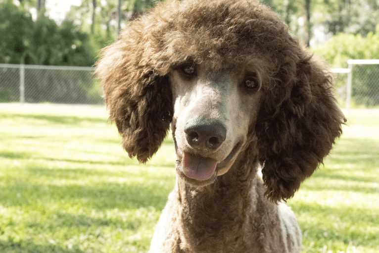 Bomb, a Poodle (Standard) tested with EmbarkVet.com