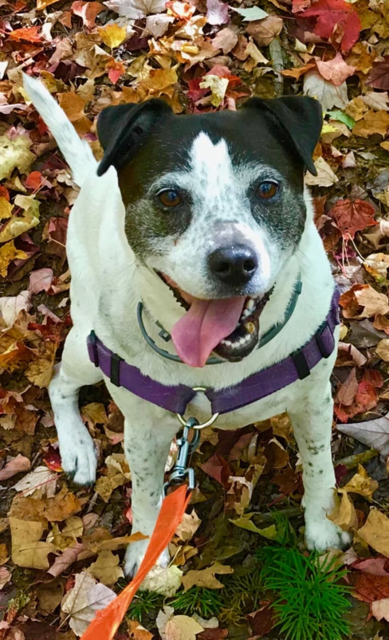 Cassie, a Staffordshire Terrier and Australian Cattle Dog mix tested with EmbarkVet.com