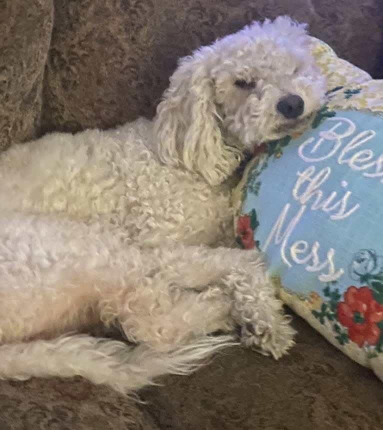 Pax, a Poodle (Small) and Cocker Spaniel mix tested with EmbarkVet.com