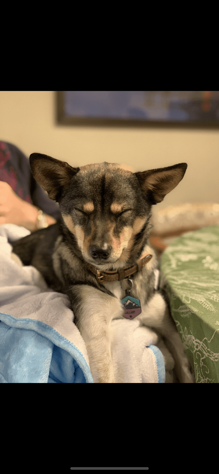 Lullaby, a Chinese Village Dog tested with EmbarkVet.com