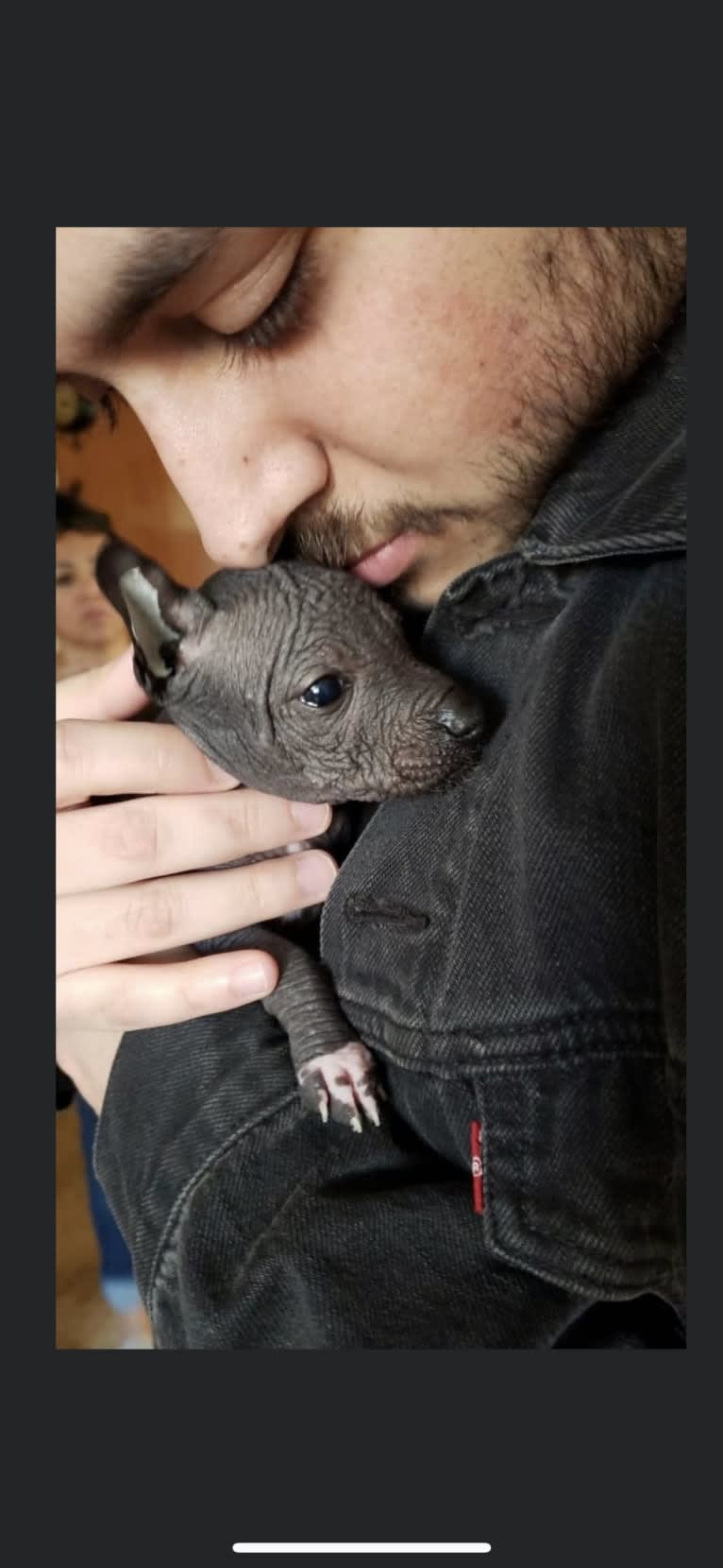 Silverio, a Xoloitzcuintli tested with EmbarkVet.com