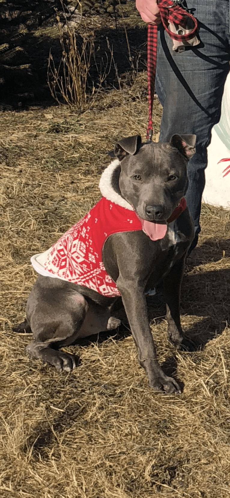 Brady, an American Pit Bull Terrier and Australian Cattle Dog mix tested with EmbarkVet.com