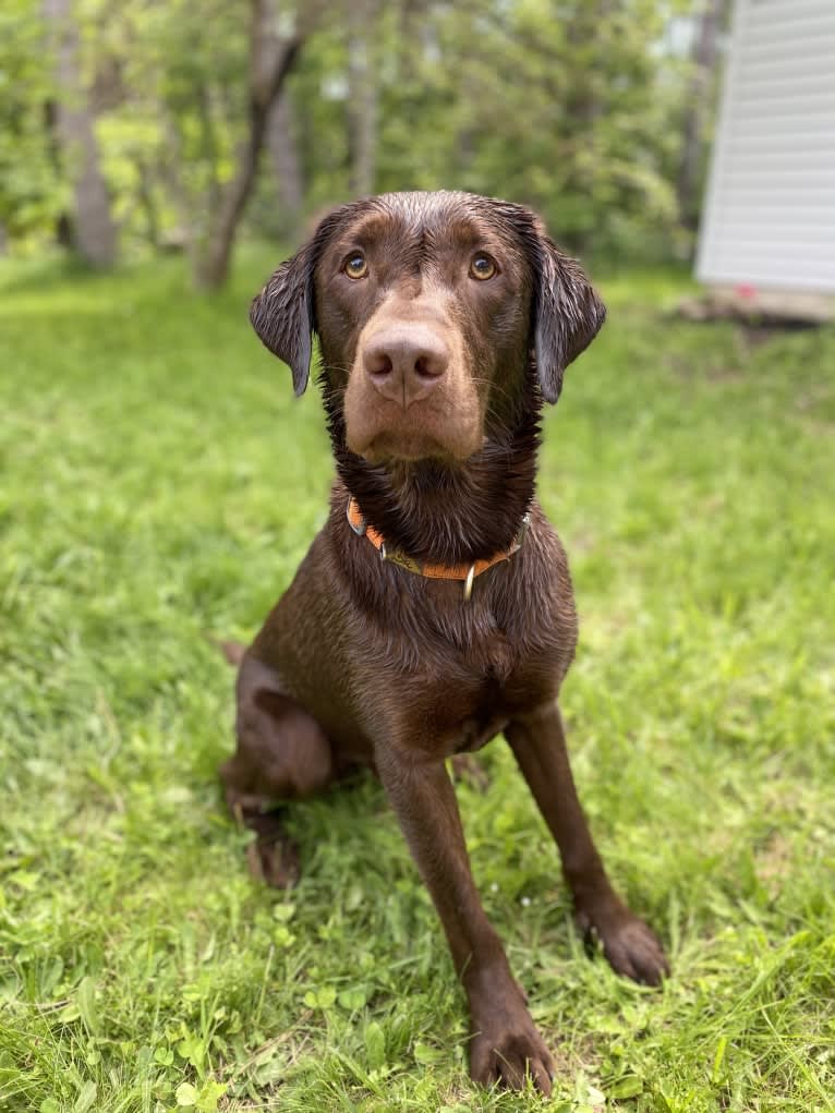 MD’s Goose Maverick, a Labrador Retriever tested with EmbarkVet.com