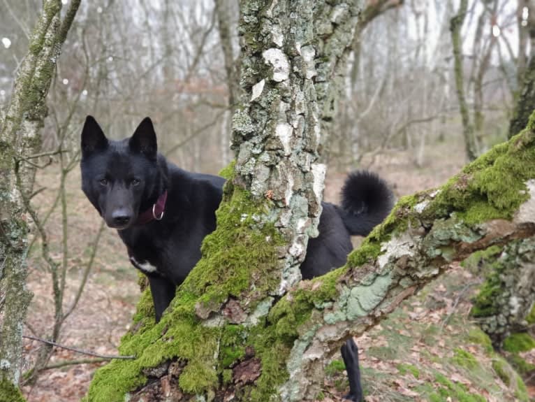 Moshae, a Canaan Dog tested with EmbarkVet.com