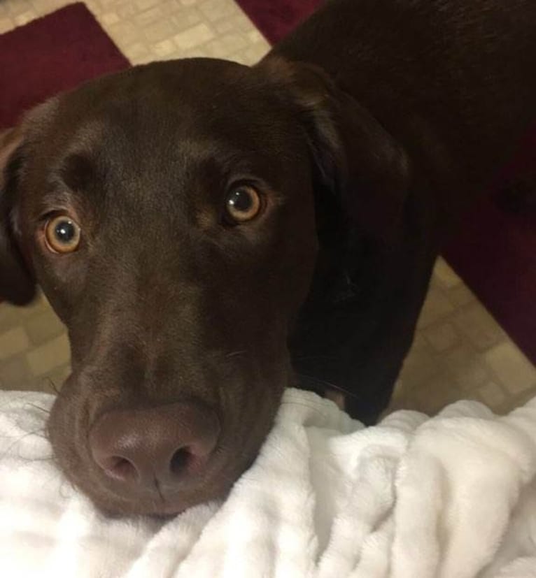 Rosco, a Labrador Retriever and Great Pyrenees mix tested with EmbarkVet.com