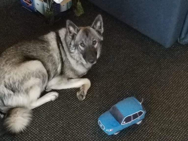 Buck, a Norwegian Elkhound tested with EmbarkVet.com