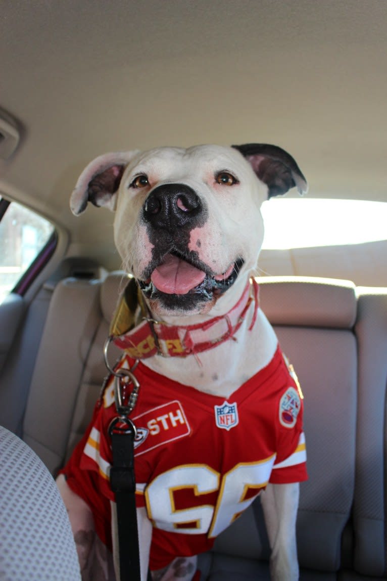 Auggie, an American Pit Bull Terrier and American Staffordshire Terrier mix tested with EmbarkVet.com