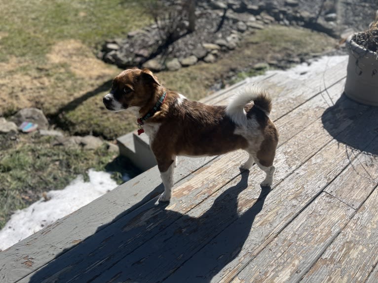 Charlie, a Russell-type Terrier and Shih Tzu mix tested with EmbarkVet.com