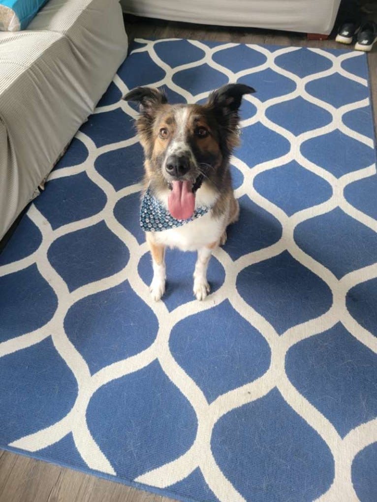 Bentley, an English Shepherd and Collie mix tested with EmbarkVet.com