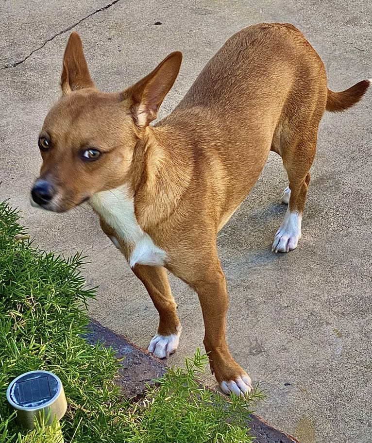 Scarlet, an Australian Cattle Dog and Chihuahua mix tested with EmbarkVet.com