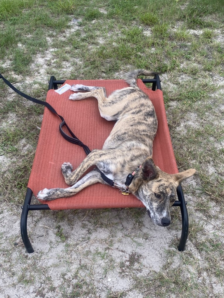 Charlie, a German Shepherd Dog and American Pit Bull Terrier mix tested with EmbarkVet.com