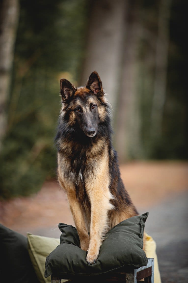 Bali, a Belgian Shepherd tested with EmbarkVet.com