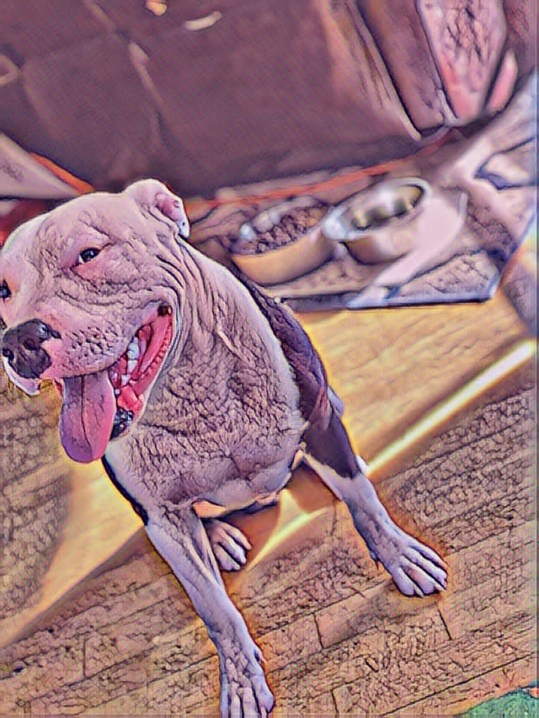 Max Lewis Cannady, an American Pit Bull Terrier and American Staffordshire Terrier mix tested with EmbarkVet.com