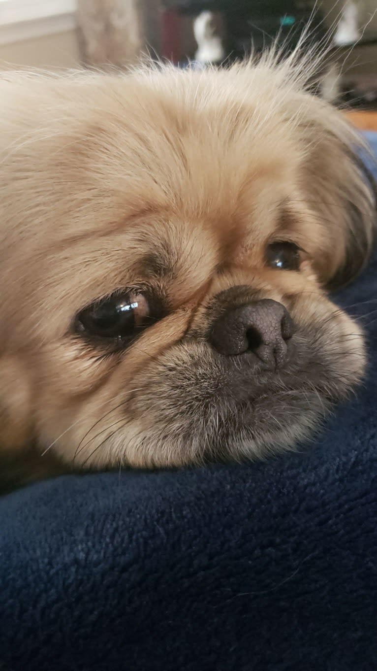 Ginger, a Pekingese tested with EmbarkVet.com