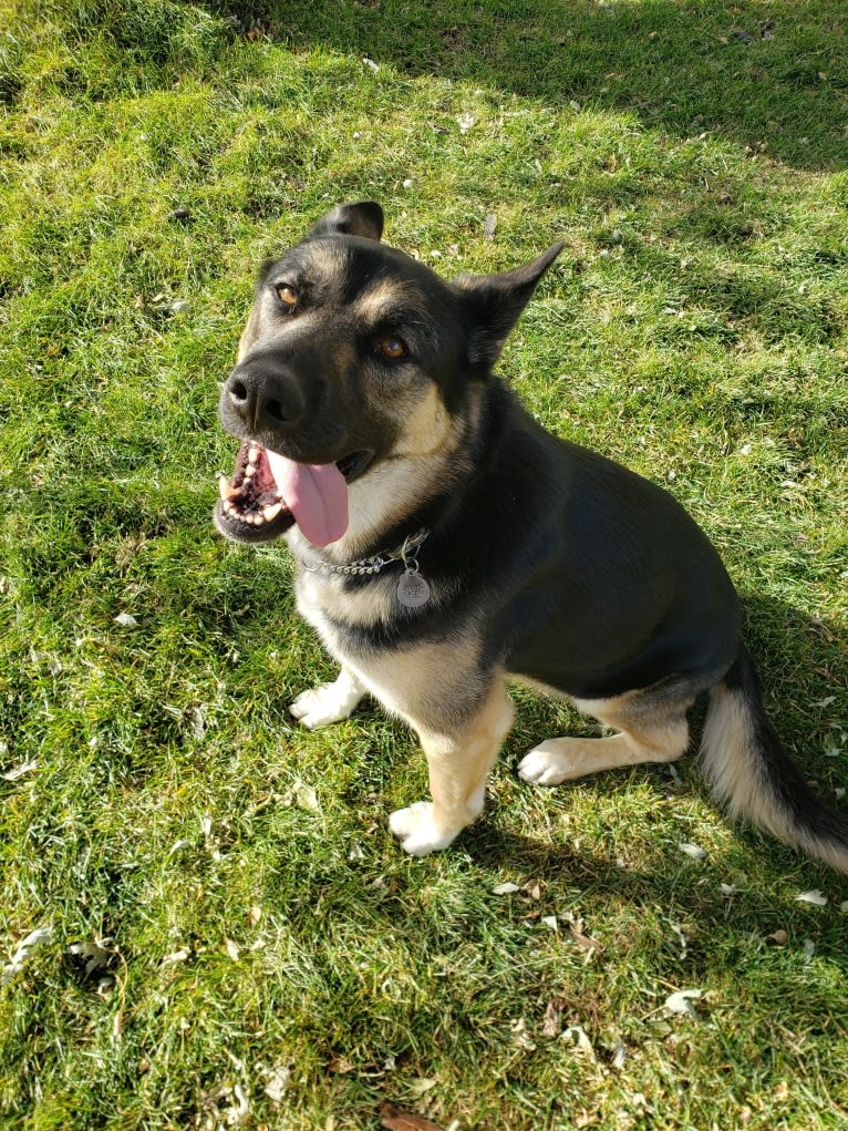 Percy, a German Shepherd Dog and Siberian Husky mix tested with EmbarkVet.com