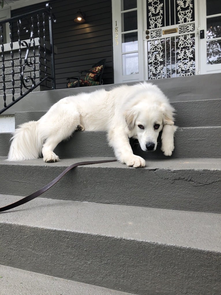 Rose, a Great Pyrenees tested with EmbarkVet.com