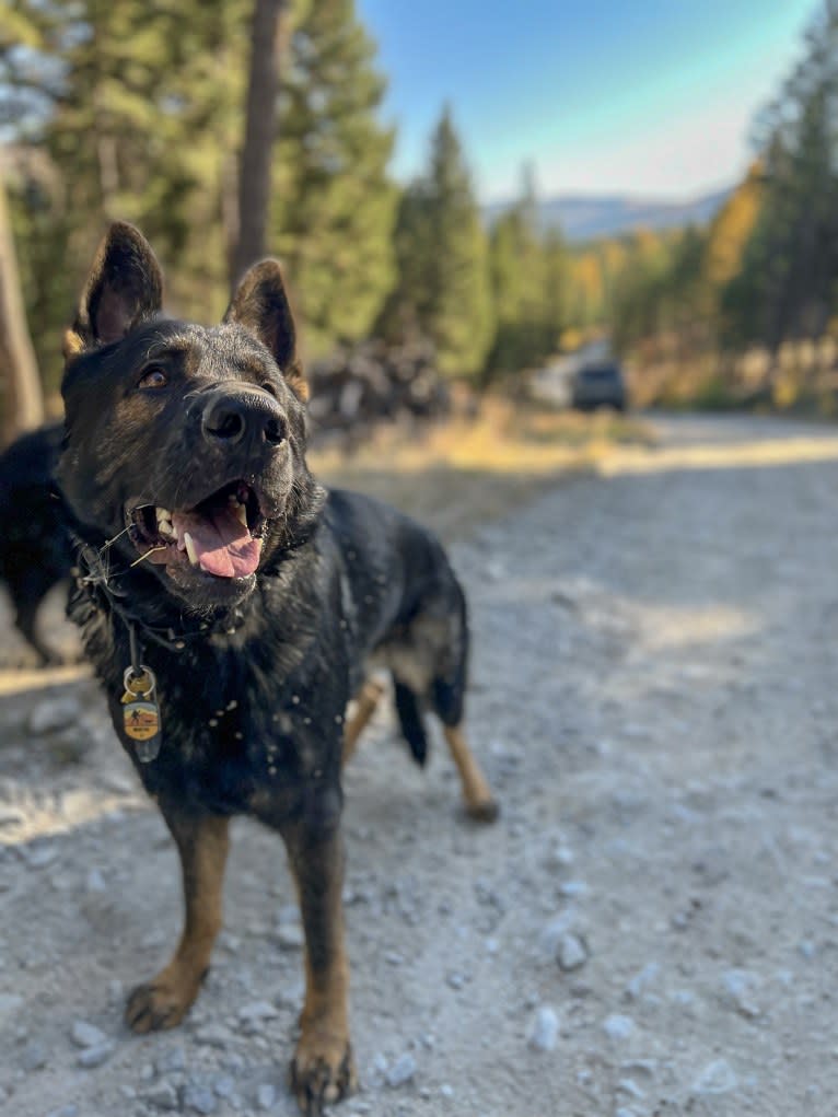 Booth vom Wahrsten, a German Shepherd Dog tested with EmbarkVet.com