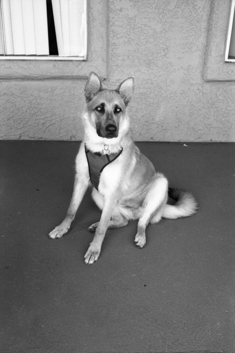 Boban, a German Shepherd Dog and Great Pyrenees mix tested with EmbarkVet.com