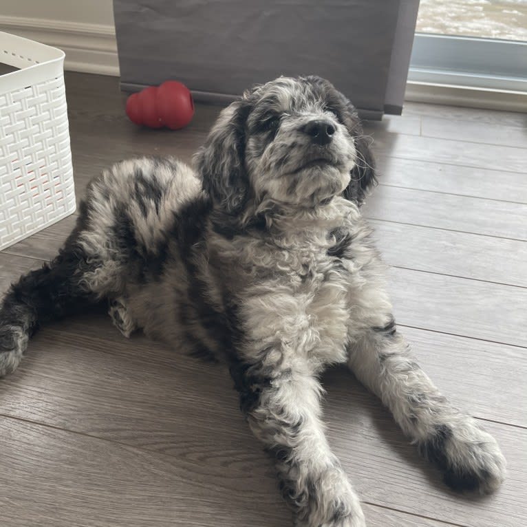 Juno Thedoodle, a Goldendoodle tested with EmbarkVet.com