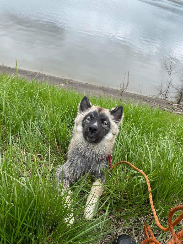 Nymeriah Raine 🌈🌧️, a Siberian Husky tested with EmbarkVet.com
