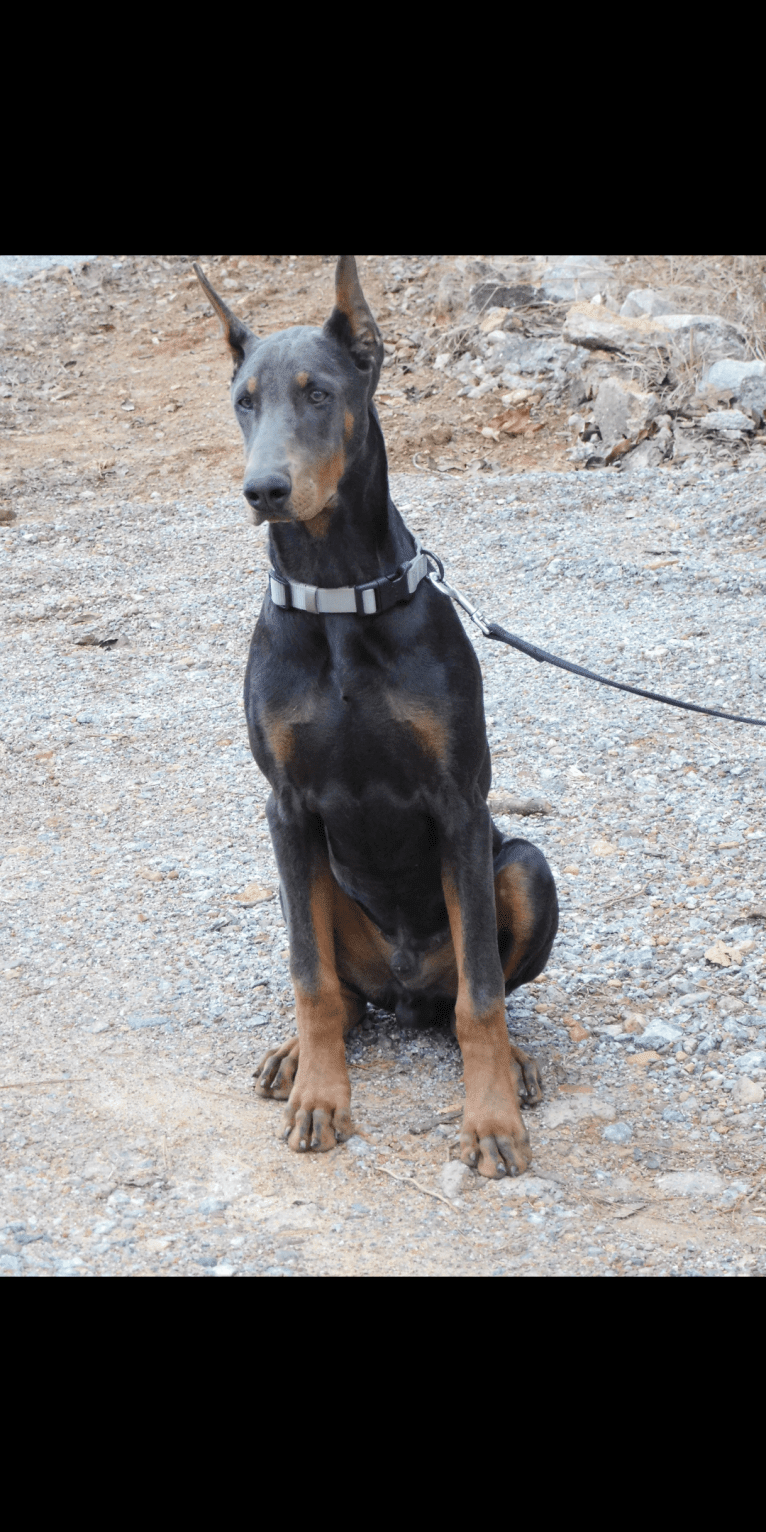 HAM, a Doberman Pinscher tested with EmbarkVet.com