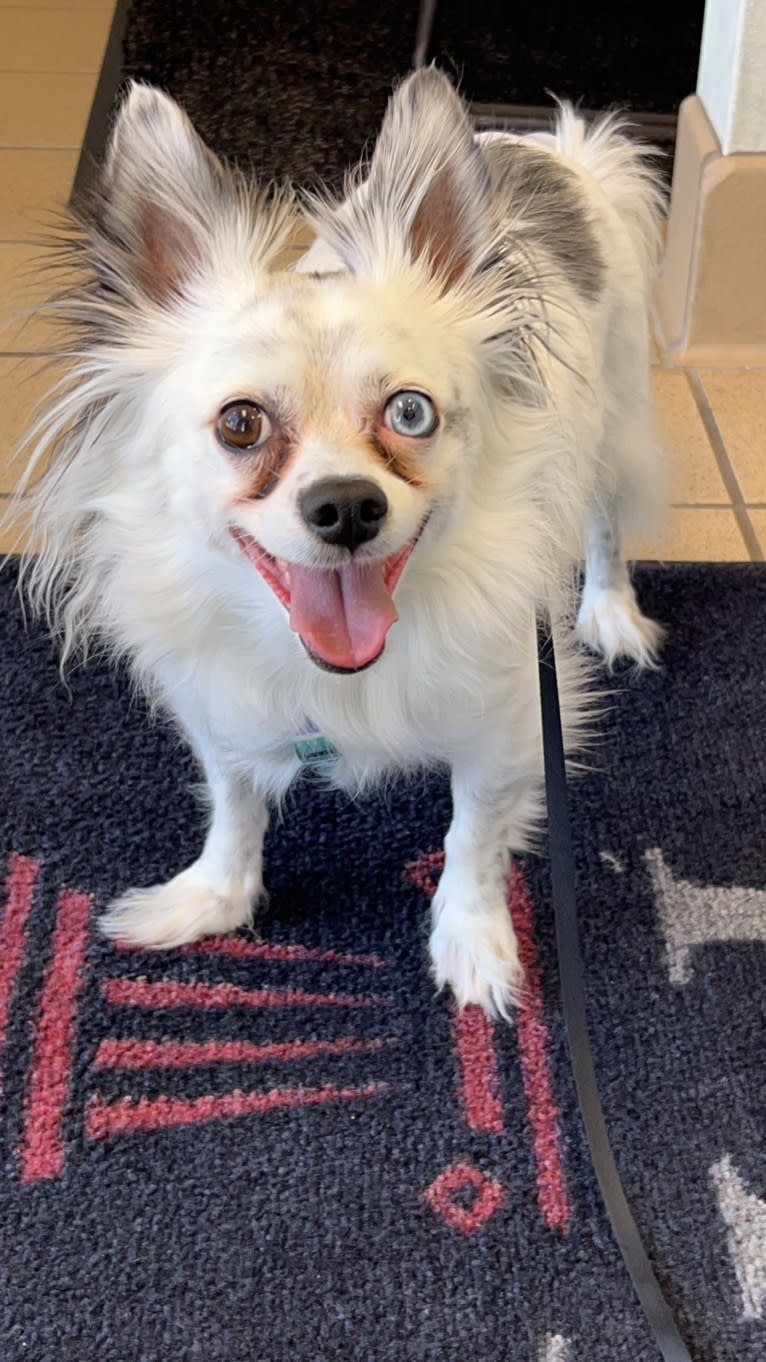 Milo, a Chihuahua tested with EmbarkVet.com