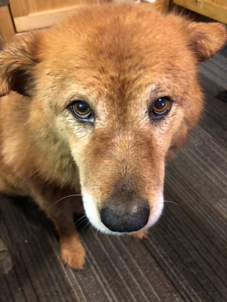 Sunny, a Chow Chow and Australian Cattle Dog mix tested with EmbarkVet.com