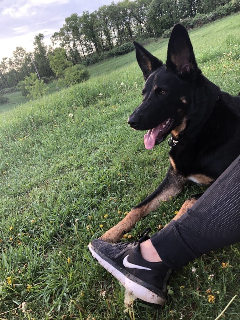 Emmett, a German Shepherd Dog and Australian Cattle Dog mix tested with EmbarkVet.com