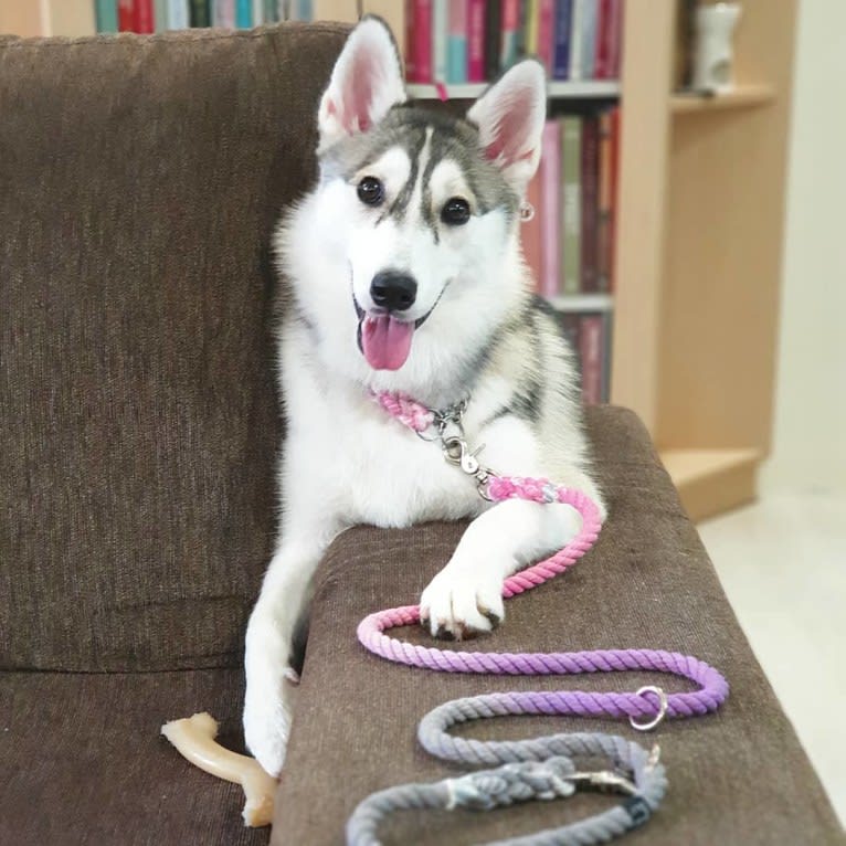 Xena, a Pomsky tested with EmbarkVet.com