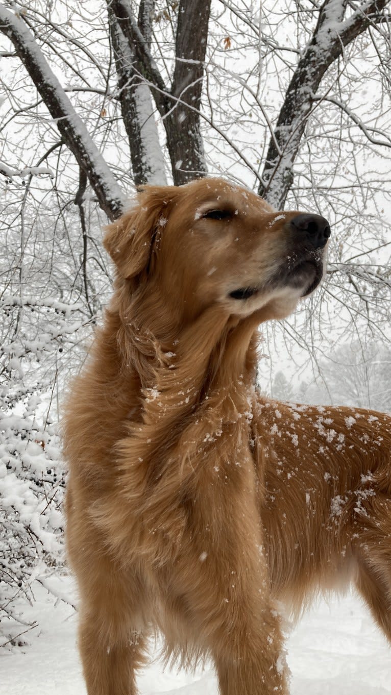 Timber “Gross Manor’s I’ll Be The One You Won’t Forget”, a Golden Retriever tested with EmbarkVet.com