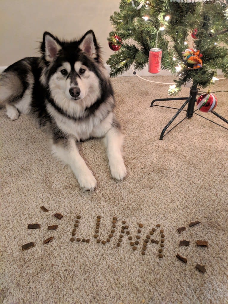 Luna, an Alaskan Malamute tested with EmbarkVet.com