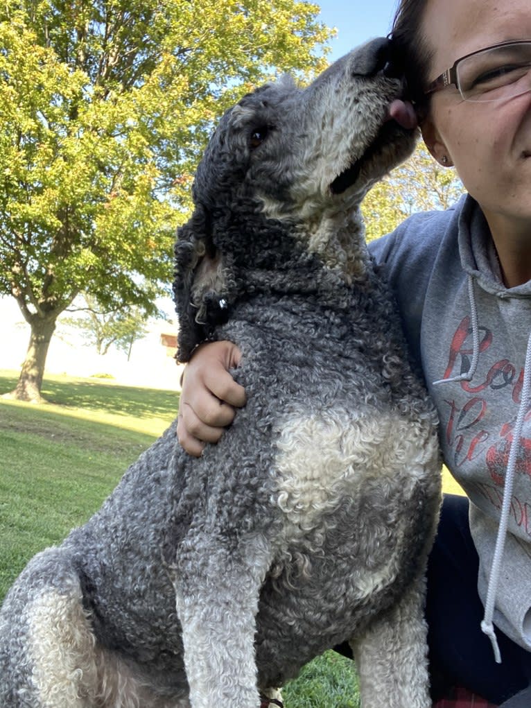 Hank, a Poodle (Standard) tested with EmbarkVet.com