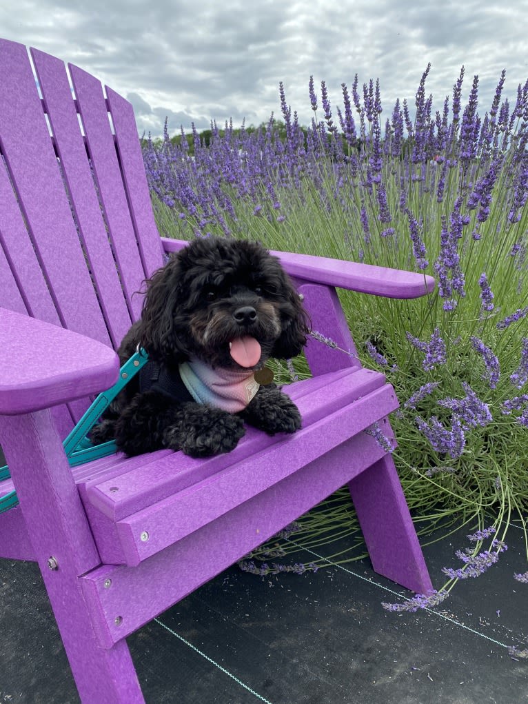 Samwise the Brave, a Poodle (Small) and Shih Tzu mix tested with EmbarkVet.com