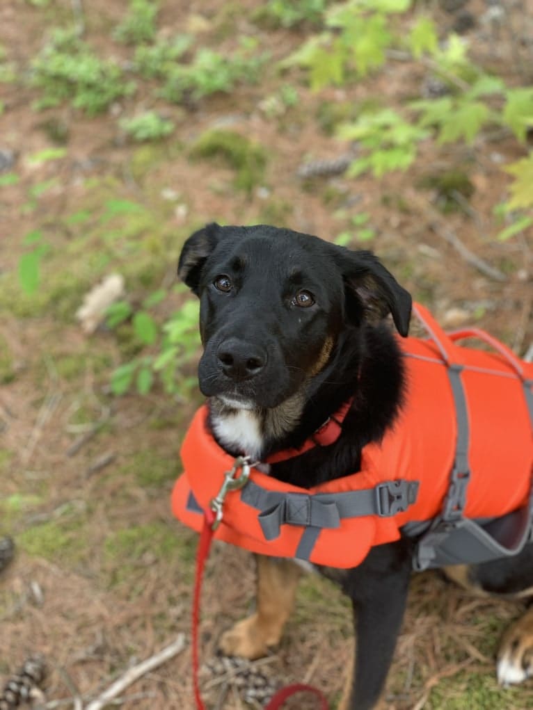 Smokey, a Labrador Retriever and Border Collie mix tested with EmbarkVet.com