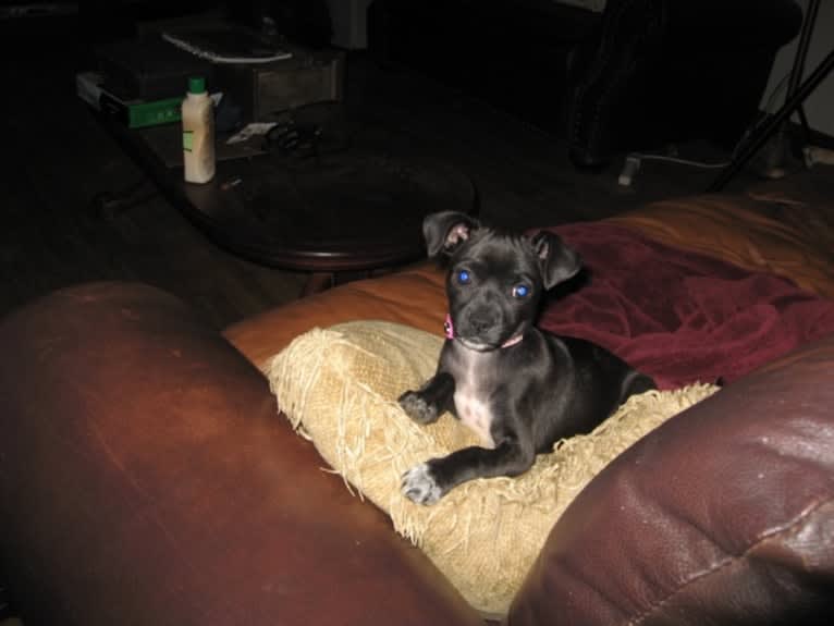 Serena Lorena, a Chihuahua and Pekingese mix tested with EmbarkVet.com