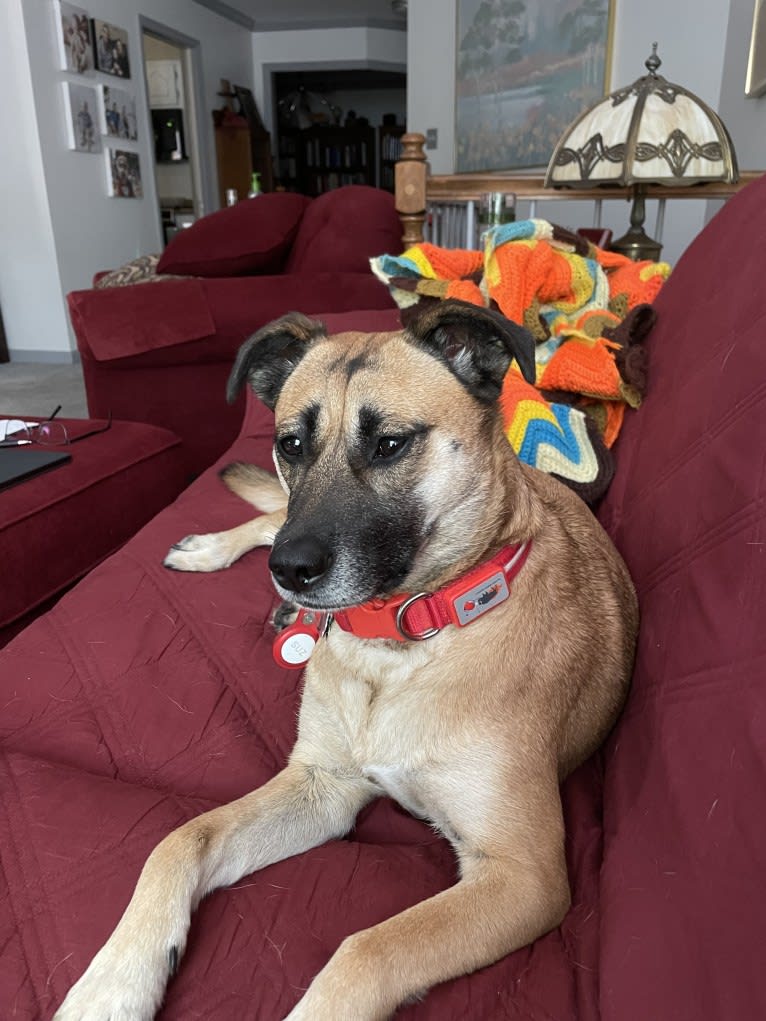 Susie, a Labrador Retriever and Chihuahua mix tested with EmbarkVet.com