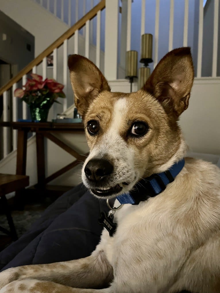 Rudy, a Chinese Village Dog tested with EmbarkVet.com