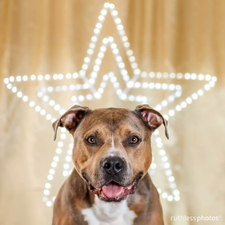 Bruno, an American Staffordshire Terrier tested with EmbarkVet.com