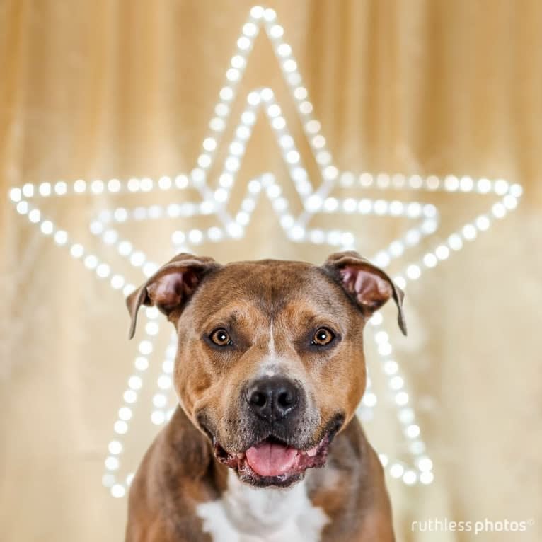 Bruno, an American Staffordshire Terrier tested with EmbarkVet.com